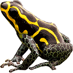 Baja Huallaga Frog